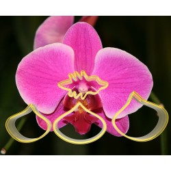 Orchid Flower Cutter Set 4pcs